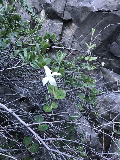 Mandevilla hesperia, photographed by Sula Vanderplank