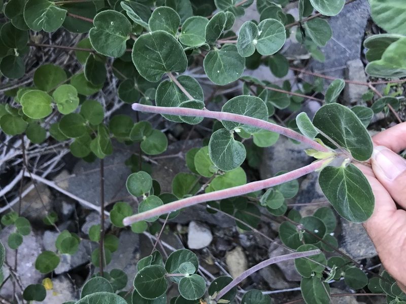 Mandevilla hesperia, photographed by Sula Vanderplank