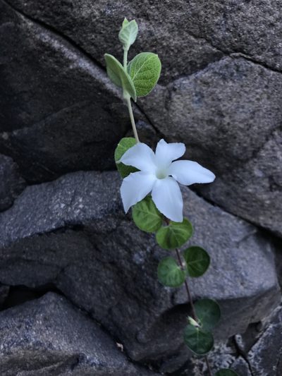 Mandevilla hesperia, photographed by Sula Vanderplank