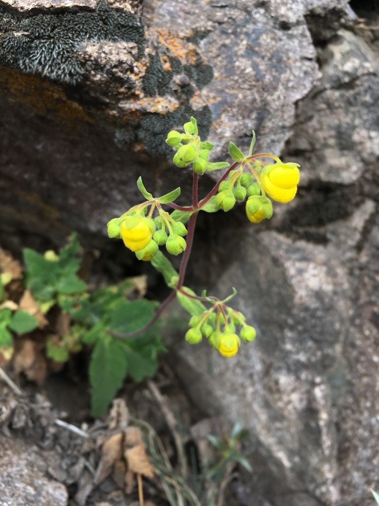 Calceolaria andina, photographed by Matt Berger