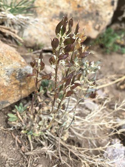 Draba gilliesii, photographed by Matt Berger