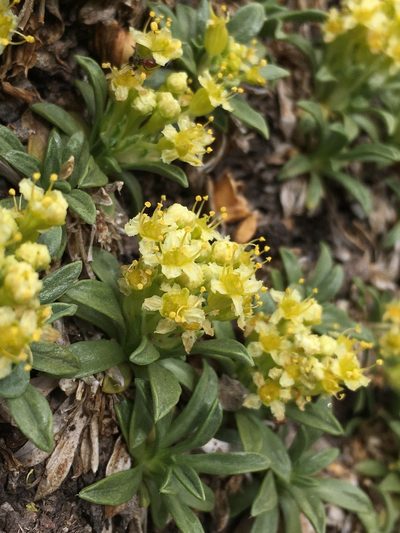 Azorella ruizii, photographed by Matt Berger