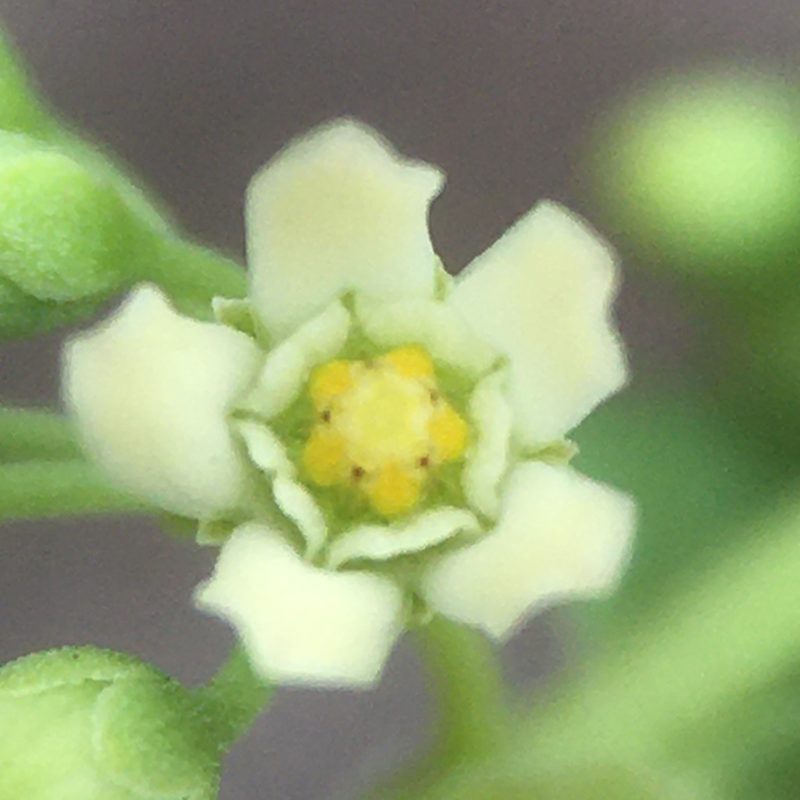 Diplolepis nummulariifolia, photographed by Matt Berger