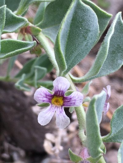 Melosperma andicola, photographed by Matt Berger
