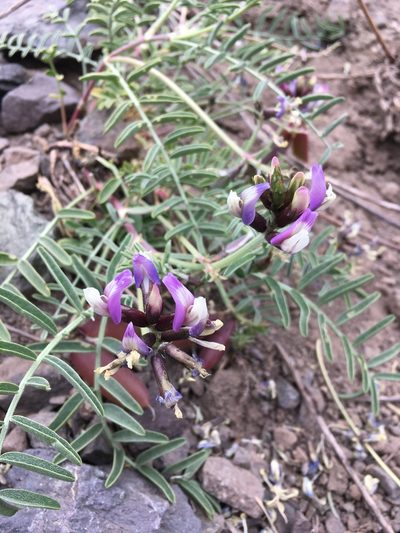 Astragalus cruckshanksii, photographed by Matt Berger