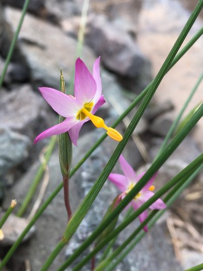 Olsynium scirpoideum, photographed by Matt Berger