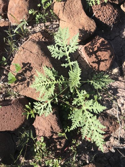 Ambrosia camphorata, photographed by Sula Vanderplank