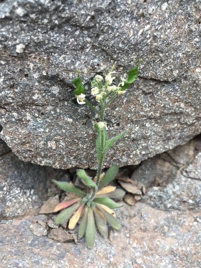 Draba gilliesii, photographed by Matt Berger