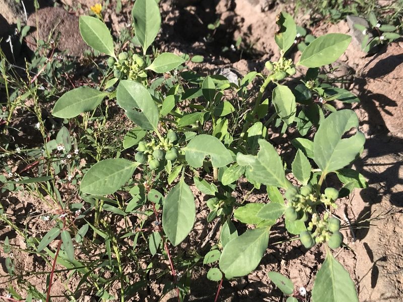 Euphorbia pumicicola, photographed by Sula Vanderplank