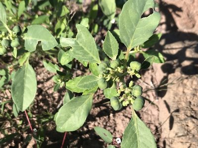 Euphorbia pumicicola, photographed by Sula Vanderplank