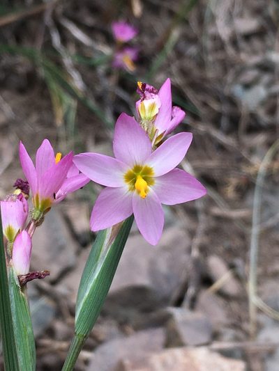 Olsynium scirpoideum, photographed by Matt Berger