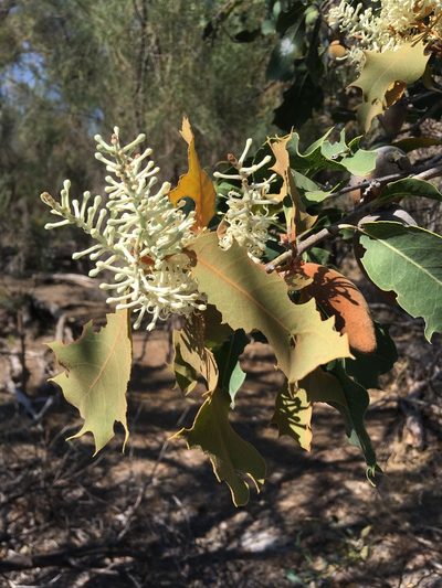 Xylomelum occidentale, photographed by Samuel Brown
