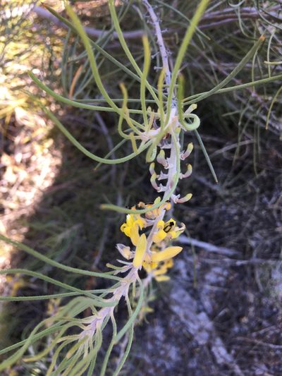 Persoonia saccata, photographed by Samuel Brown