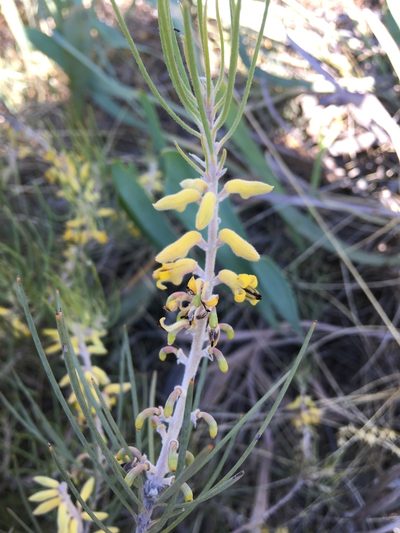 Persoonia saccata, photographed by Samuel Brown