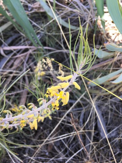 Persoonia saccata, photographed by Samuel Brown