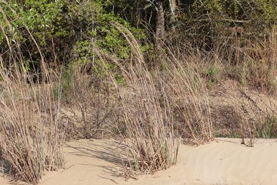 Panicum amarum, photographed by Ashwin Srinivasan