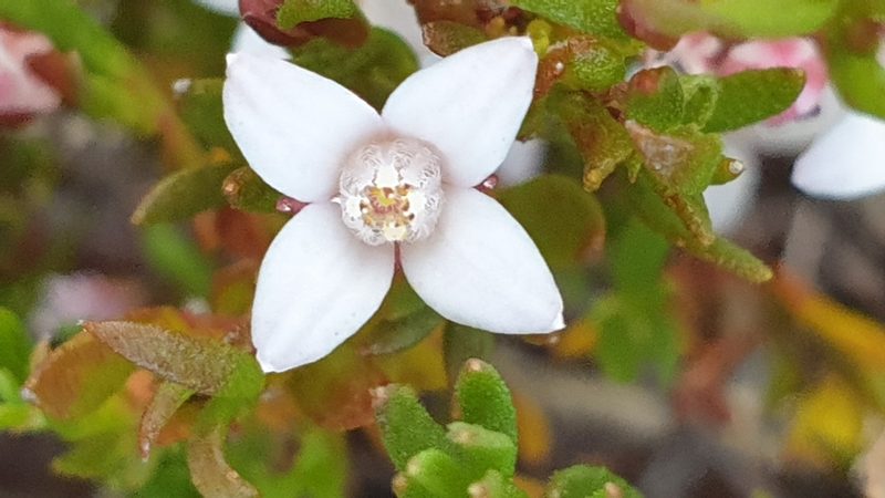 Cyanothamnus nanus, photographed by Andrew Thornhill