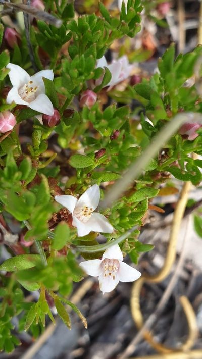 Cyanothamnus nanus, photographed by Andrew Thornhill