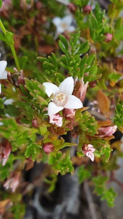 Cyanothamnus nanus, photographed by Andrew Thornhill