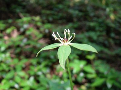 Paris tetraphylla, photographed by Yoshimasa Uchiyama