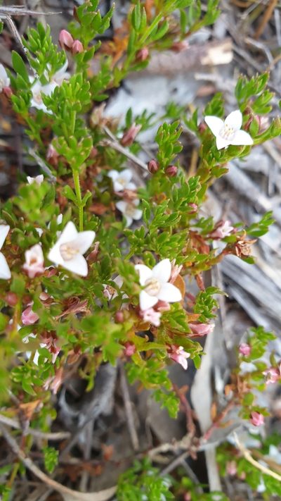 Cyanothamnus nanus, photographed by Andrew Thornhill