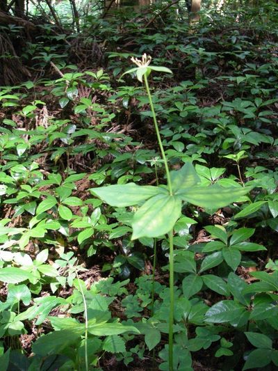 Paris tetraphylla, photographed by Yoshimasa Uchiyama