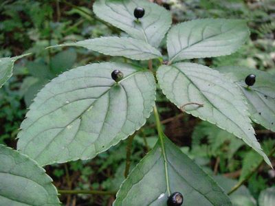 Helwingia japonica, photographed by Yoshimasa Uchiyama