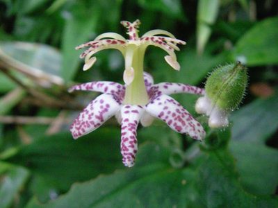Tricyrtis affinis, photographed by Yoshimasa Uchiyama