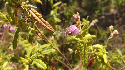 Thomasia petalocalyx, photographed by Andrew Thornhill