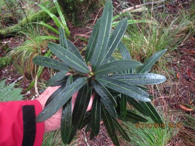 Pseudopanax linearis, photographed by rempson