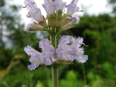 Salvia japonica, photographed by Yoshimasa Uchiyama