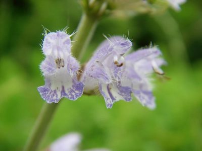 Salvia japonica, photographed by Yoshimasa Uchiyama