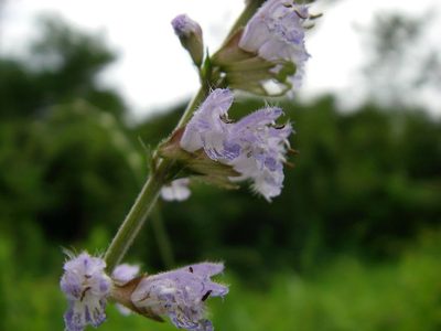 Salvia japonica, photographed by Yoshimasa Uchiyama