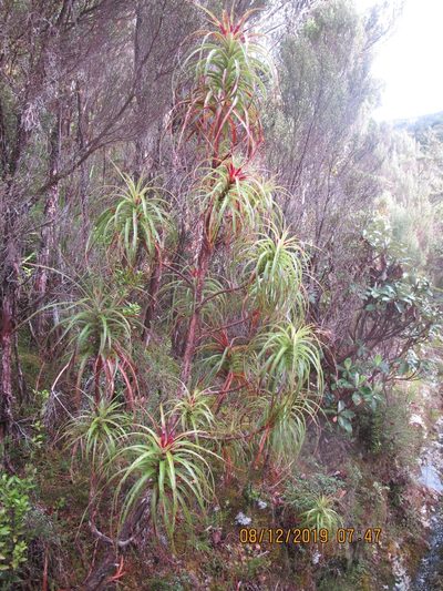Dracophyllum townsonii, photographed by rempson