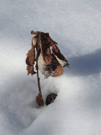 Artemisia stolonifera, photographed by Repina Tatyana