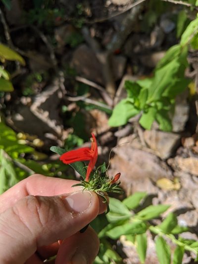 Dianthera candicans, photographed by José Garrido
