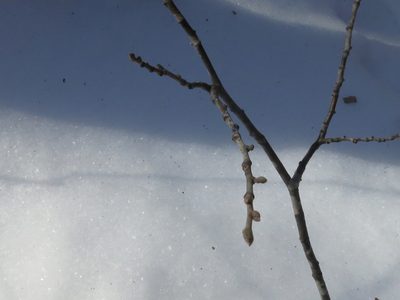 Tilia mandshurica, photographed by Repina Tatyana