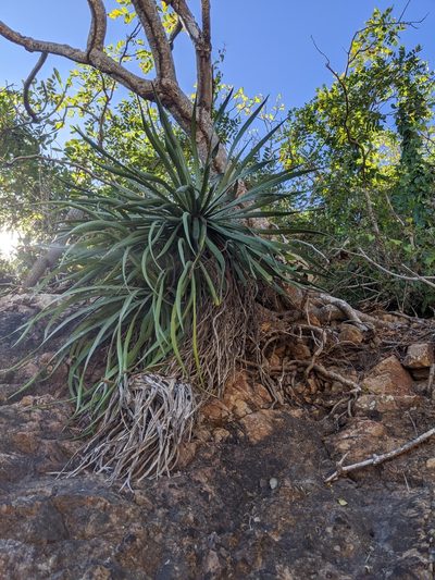 Agave ortgiesiana, photographed by José Garrido