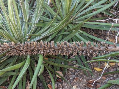 Agave ortgiesiana, photographed by José Garrido