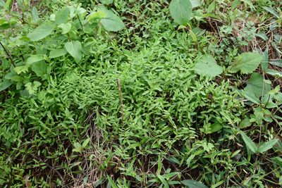 Lobelia chinensis, photographed by 國立臺灣博物館