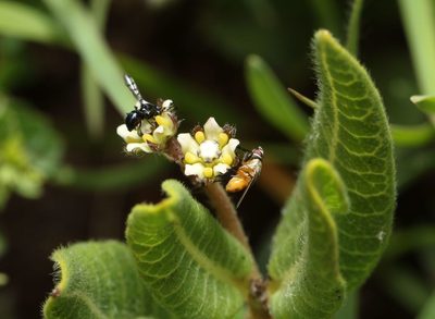 Xysmalobium parviflorum, photographed by Alan Manson