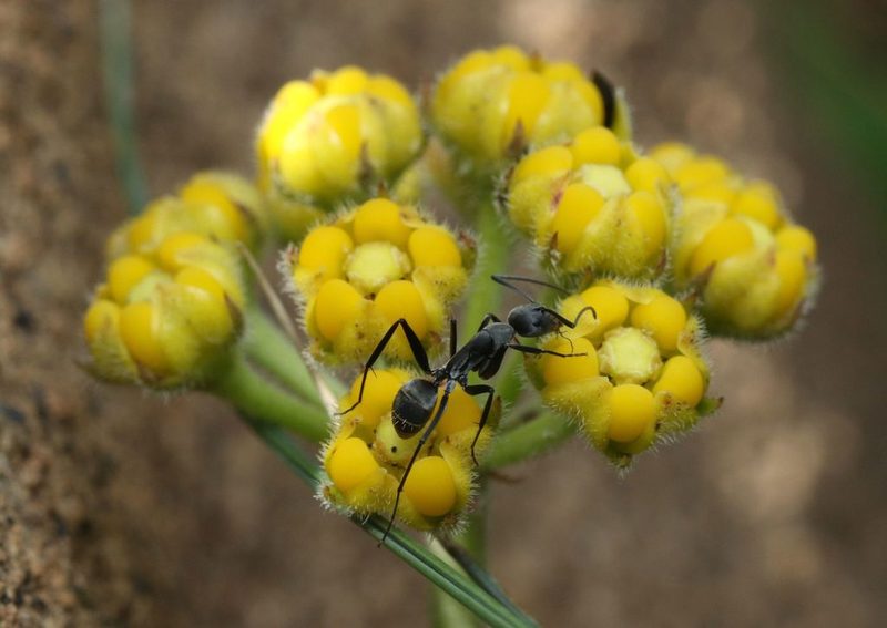 Xysmalobium tysonianum, photographed by Alan Manson