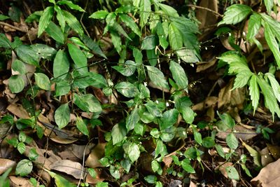 Codonacanthus pauciflorus, photographed by 國立臺灣博物館