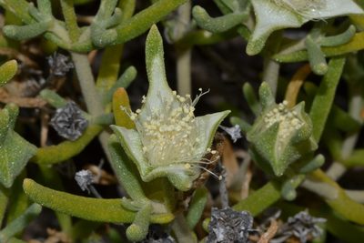 Gunniopsis quadrifida, photographed by T. Hammer