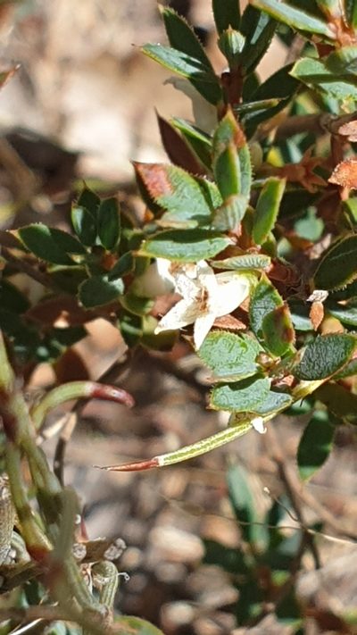 Brachyloma ciliatum, photographed by Andrew Thornhill