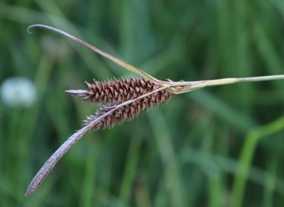 Carex clavata, photographed by Tony Rebelo