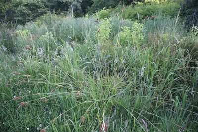 Carex clavata, photographed by Tony Rebelo