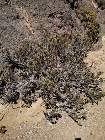 Oxyphyllum ulicinum, photographed by Aira Francisca Faúndez Fallau