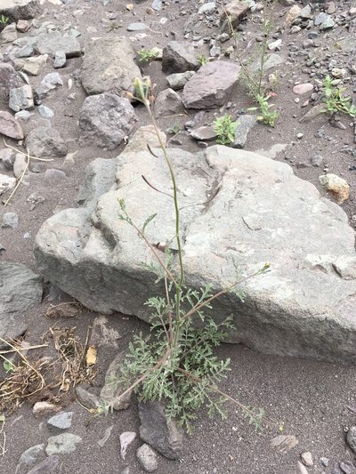 Descurainia pimpinellifolia, photographed by Matt Berger
