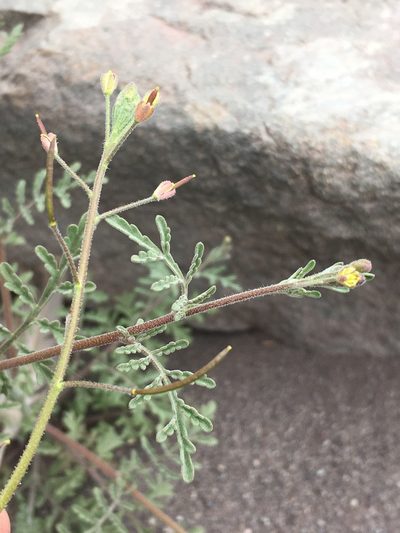 Descurainia pimpinellifolia, photographed by Matt Berger